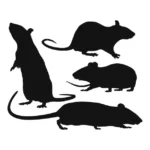 rodent
