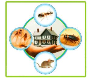 Pest-Control-Service image